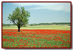 hiszpania2005najciekawszezdjcia7_small.jpg