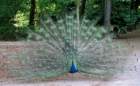 aranjuez5_small.jpg