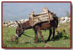 bakany200616_small.jpg