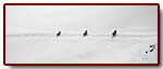bakany20063_small.jpg