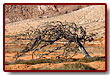 fuerteventura_19b.jpg